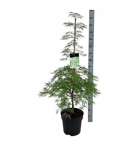 Acer palmatum dissectum C14 Lit. 100-125 cm