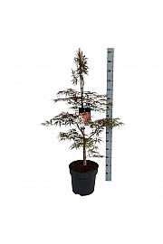 Acer palmatum dissectum Garnet C14 Lit. 100-125 cm