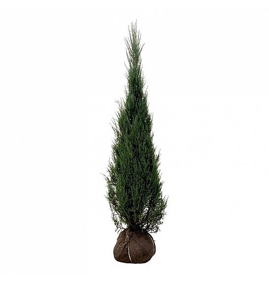 Juniperus scopulorum Blue Arrow bala 175-200 cm extra