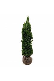 Taxus media Viridis bala 120-140 cm extra