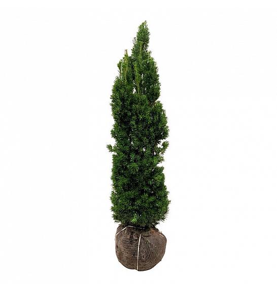 Taxus media Viridis bala 120-140 cm extra