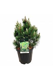 Pinus heldreichii Compact Gem C15 Lit. 50-60 cm