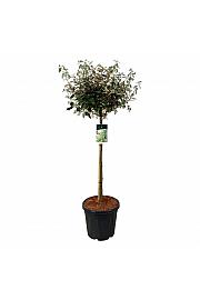 Elaeagnus ebbingei Compacta C30 Lit. Na steblu 90 cm