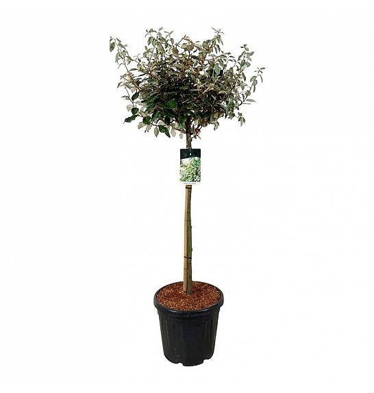 Elaeagnus ebbingei Compacta C30 Lit. Na steblu 90 cm
