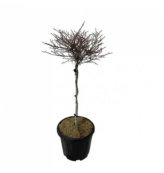 Fagus sylvatica Mercedes C15 Lit. Na steblu 60 cm