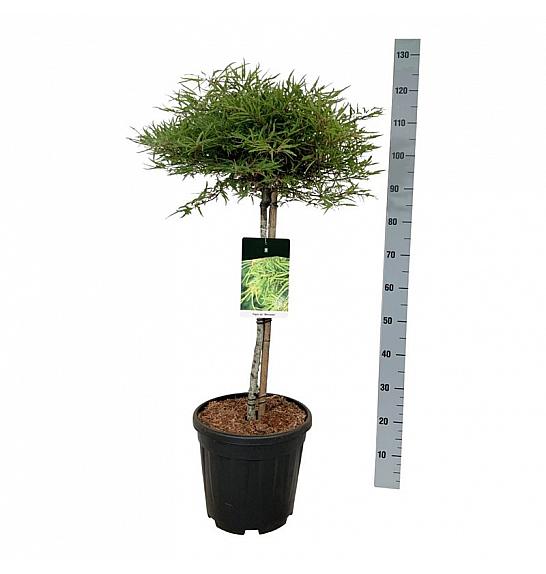 Fagus sylvatica Mercedes C15 Lit. Na steblu 60 cm