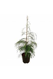 Chamaecyparis lawsoniana Drooping Solo C15 Lit. 100-125 cm