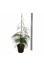 Chamaecyparis lawsoniana Drooping Solo C15 Lit. 100-125 cm