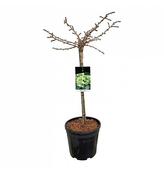 Ginkgo biloba Mariken C15 Lit. Na steblu 60 cm