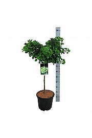 Ginkgo biloba Mariken C15 Lit. Na steblu 60 cm