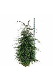 Tsuga canadensis bala 150-175 cm extra