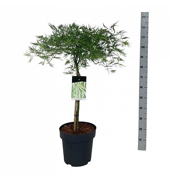 Acer palmatum dissectum C14 Lit. Na steblu 50 cm