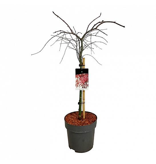 Acer palmatum dissectum Garnet C15 Lit. Na steblu 60 cm