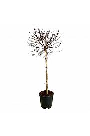Betula utilis Magical Globe C15 Lit. Na steblu 90 cm