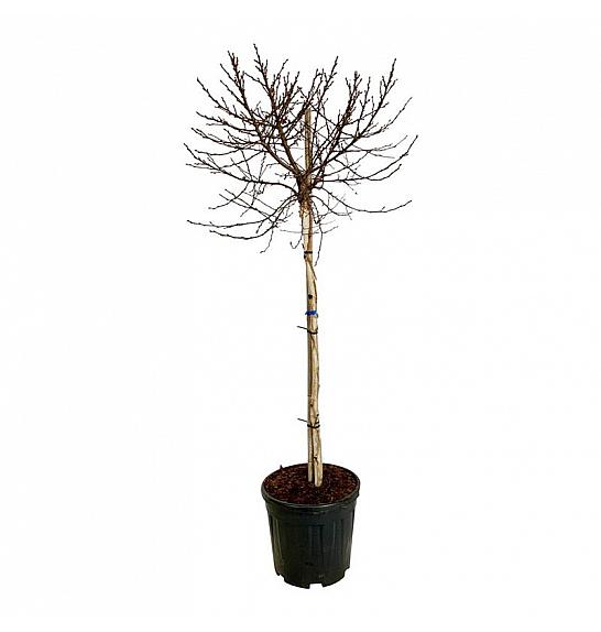 Betula utilis Magical Globe C15 Lit. Na steblu 90 cm
