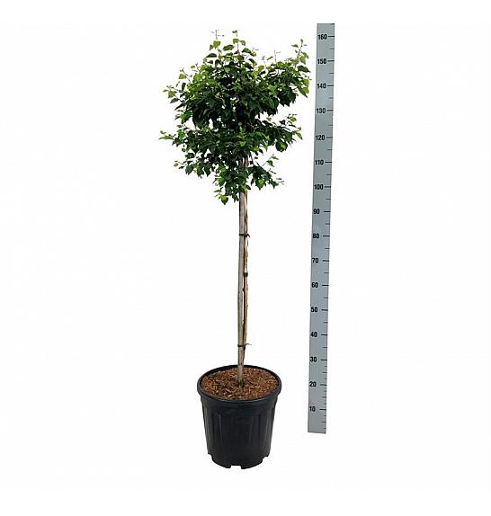 Betula utilis Magical Globe C15 Lit. Na steblu 90 cm