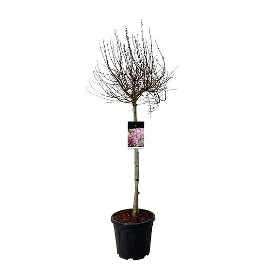 Syringa Flowerfesta ® Pink C15 Lit. Na steblu 80 cm