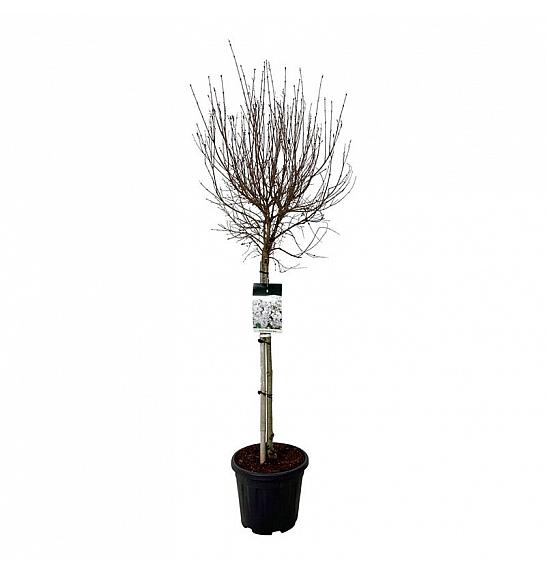 Syringa Flowerfesta ® White C15 Lit. Na steblu 80 cm