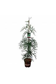 Sequoia sempervirens Winter Blue C15 Lit. 125-150 cm