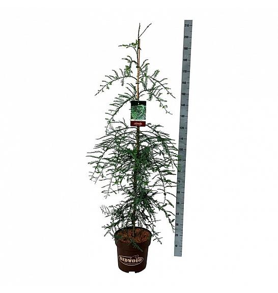Sequoia sempervirens Winter Blue C15 Lit. 125-150 cm