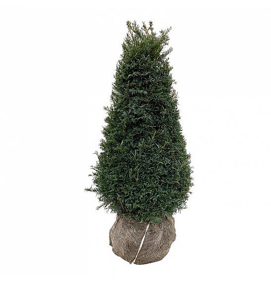 Taxus baccata Höpkens Gigant bala 80-100 cm; Piramida extra