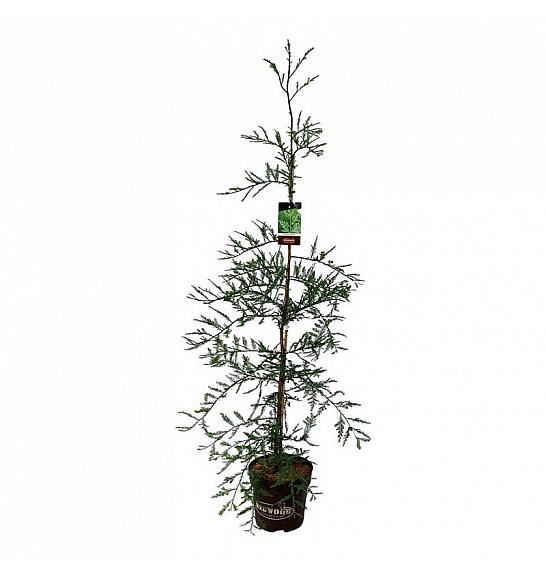 Sequoia sempervirens Illa Martin C15 Lit. 150-175 cm