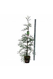 Sequoia sempervirens Illa Martin C15 Lit. 150-175 cm