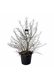 Magnolia stellata C55 Lit. 100-125 cm extra