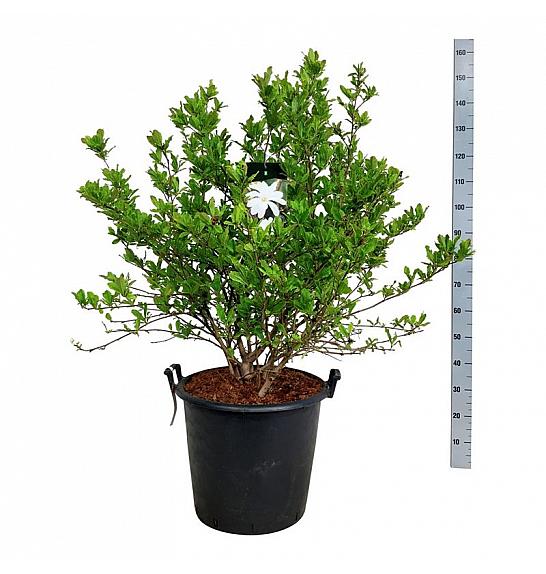 Magnolia stellata C55 Lit. 100-125 cm extra