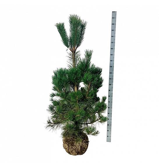Pinus nigra nigra bala 150-175 cm