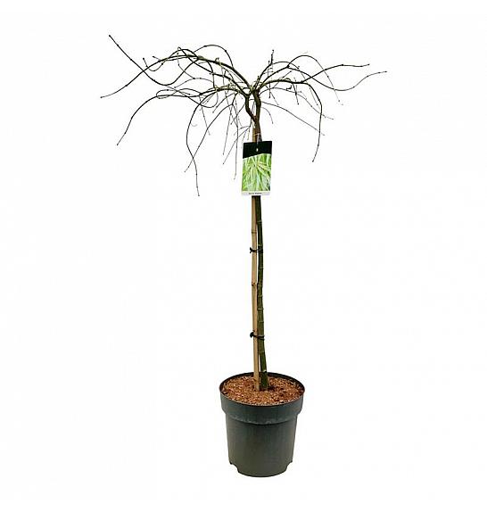 Acer palmatum dissectum C14 Lit. Na steblu 90 cm