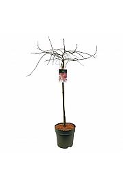 Acer palmatum dissectum Garnet C15 Lit. Na steblu 90 cm