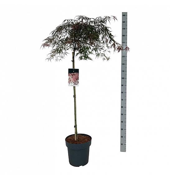 Acer palmatum dissectum Garnet C15 Lit. Na steblu 90 cm
