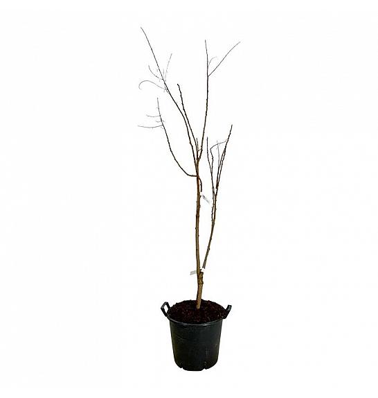 Koelreuteria paniculata C30 Lit. 150-175 cm extra