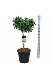 Ginkgo biloba Mariken C30 Lit. Na steblu 60 cm