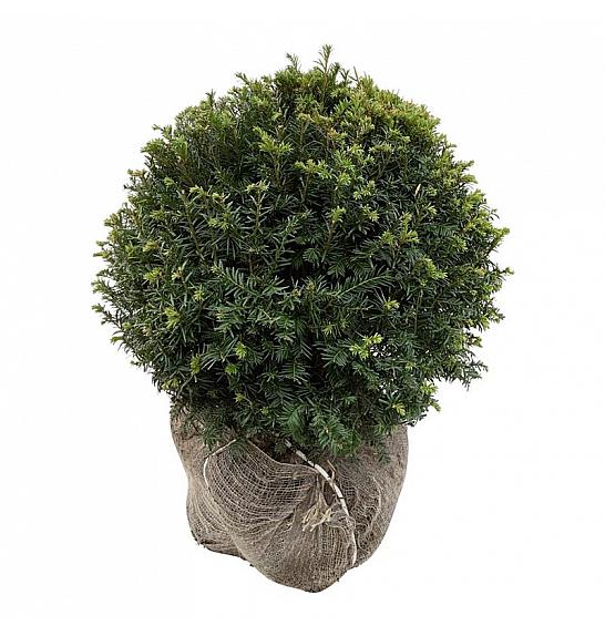 Taxus baccata bala 55-60 cm; Krogla extra