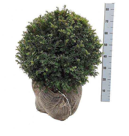 Taxus baccata bala 55-60 cm; Krogla extra