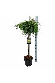 Thuja plicata Kagers Beauty C15 Lit. Na steblu 100 cm