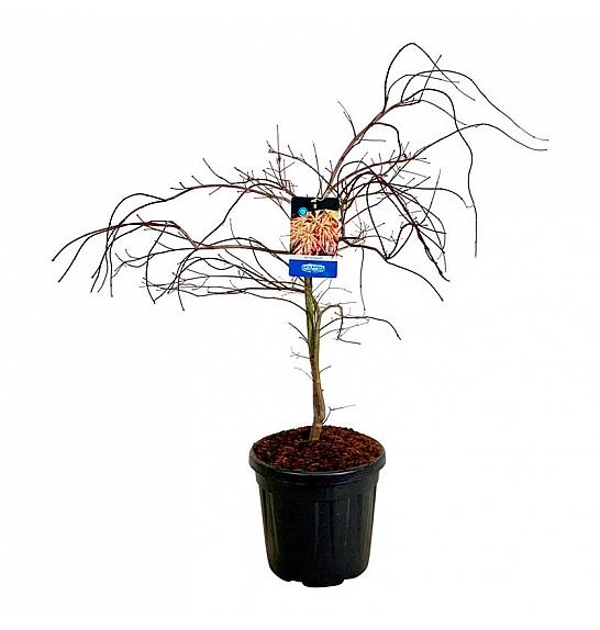 Acer pseudosieboldianum Ice Dragon® C30 Lit. 80-100 cm extra