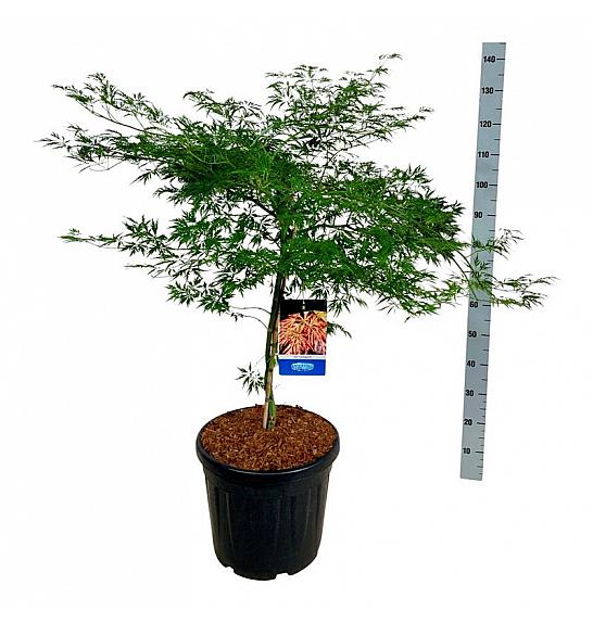 Acer pseudosieboldianum Ice Dragon® C30 Lit. 80-100 cm extra