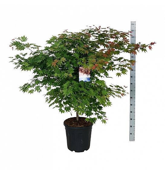 Acer pseudosieboldianum North Wind ® C30 Lit. 100-125 cm extra