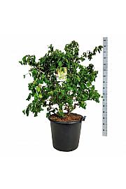 Corylus avelana Contorta C55 Lit. 100-125 cm extra