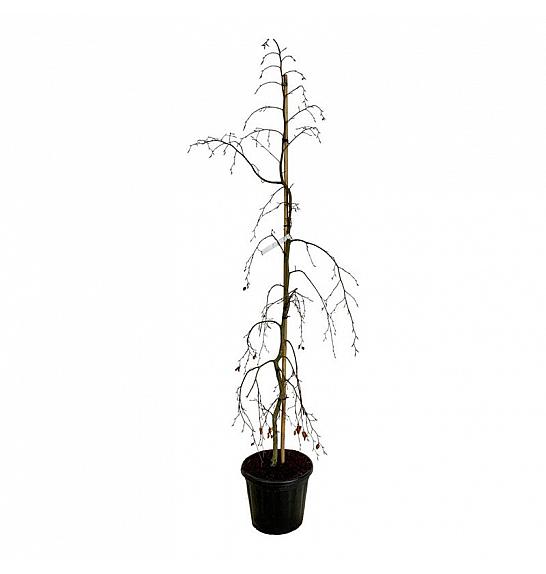 Fagus sylvatica Pendula C30 Lit. 175-200 cm extra