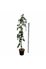 Fagus sylvatica Pendula C30 Lit. 175-200 cm extra