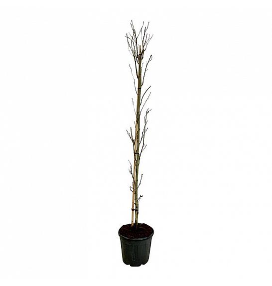 Liquidambar styraciflua Slender Silhouette C30 Lit. 225-250 cm extra