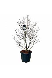 Magnolia stellata C55 Lit. 125-150 cm extra