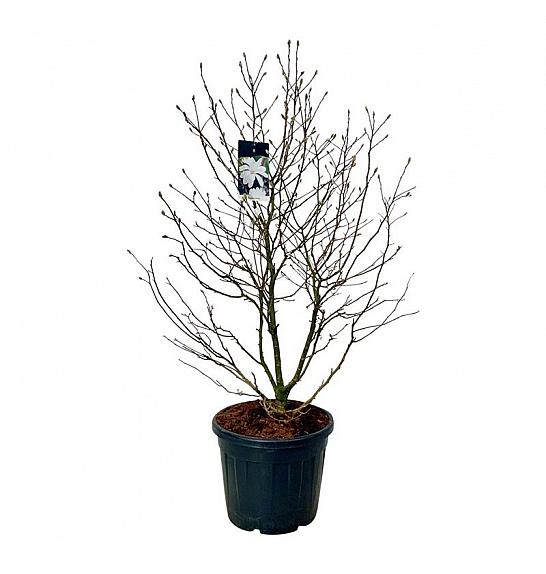 Magnolia stellata C55 Lit. 125-150 cm extra