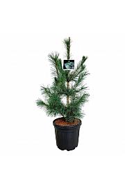 Pinus monticola Ammerland C30 Lit. 100-125 cm extra