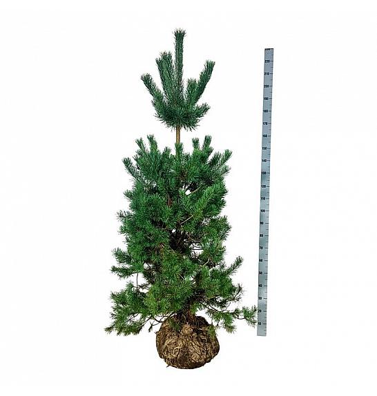 Pinus sylvestris bala 175-200 cm