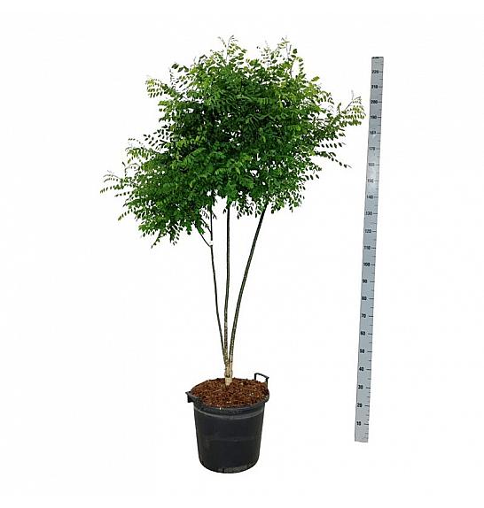Styphnolobium japonicum C30 Lit. 150-175 cm extra